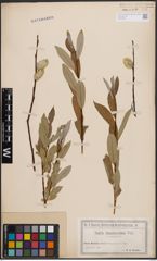 Foto von Salix daphnoides Vill.